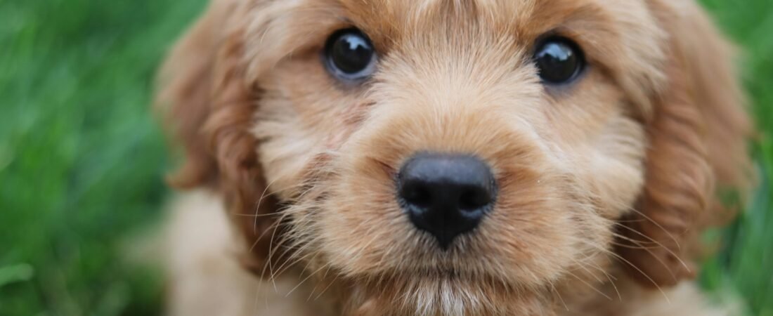 Tail-Wagging Fun: 40 Cute & Funny Dog Quotes to Brighten Your Day