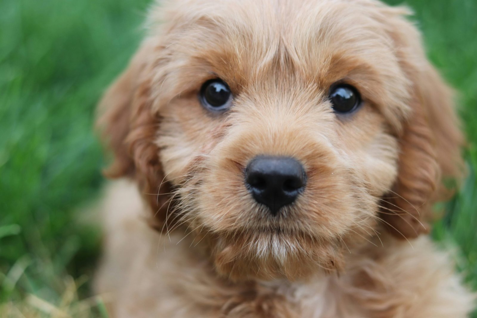 Tail-Wagging Fun: 40 Cute & Funny Dog Quotes to Brighten Your Day