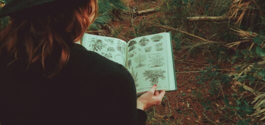 Step Into Serenity: 42 Forest Walk Quotes to Inspire Your Next Nature Escape