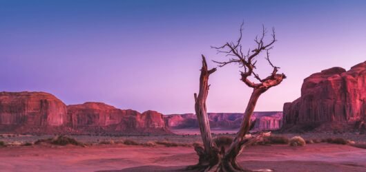 40+ Desert Quotes for That Endless Horizon & Desert Vibes